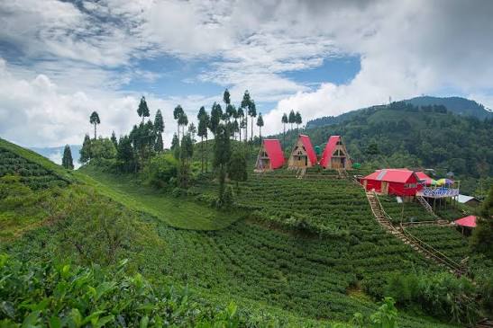 Rows of tea bushes on the hillside near Shree Antu