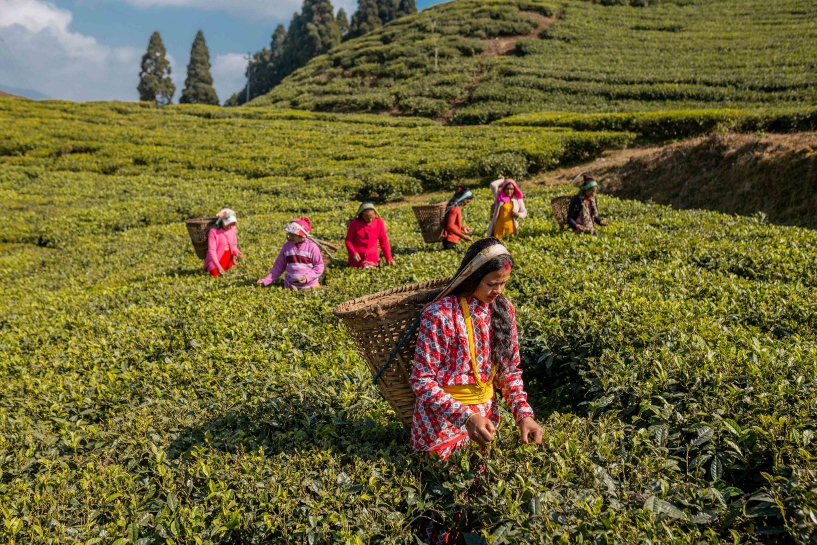 Walking between the tea rows at Kanyam Tea Estate