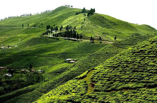 Kanyam Tea Garden